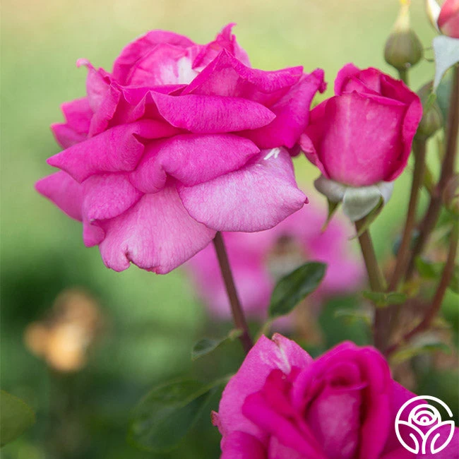 Purple Beauty 4 Purple Beauty - Image 2