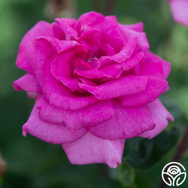 Purple Beauty 3 Purple Beauty