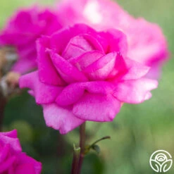 Purple Beauty 14 Purple Beauty -Heirloom Roses Purple Beauty 14