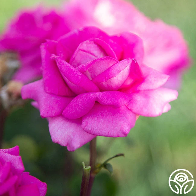 Purple Beauty 7 Purple Beauty - Image 5