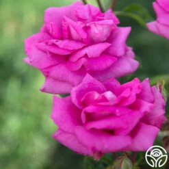 Purple Beauty 12 Purple Beauty -Heirloom Roses Purple Beauty 163