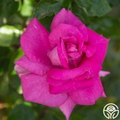 Purple Beauty 13 Purple Beauty -Heirloom Roses Purple Beauty 17