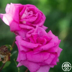 Purple Beauty 16 Purple Beauty -Heirloom Roses Purple Beauty 18