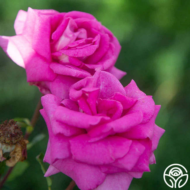 Purple Beauty 9 Purple Beauty - Image 7