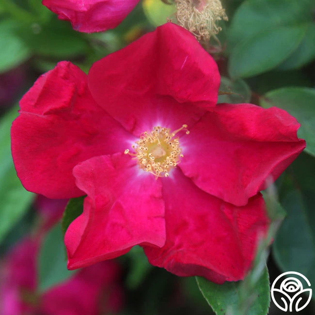 Purple Floorshow 4 Purple Floorshow - Image 2