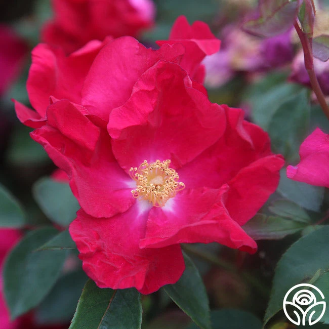 Purple Floorshow 3 Purple Floorshow