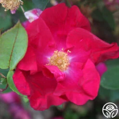 Purple Floorshow 8 Purple Floorshow -Heirloom Roses Purple Floorshow 15