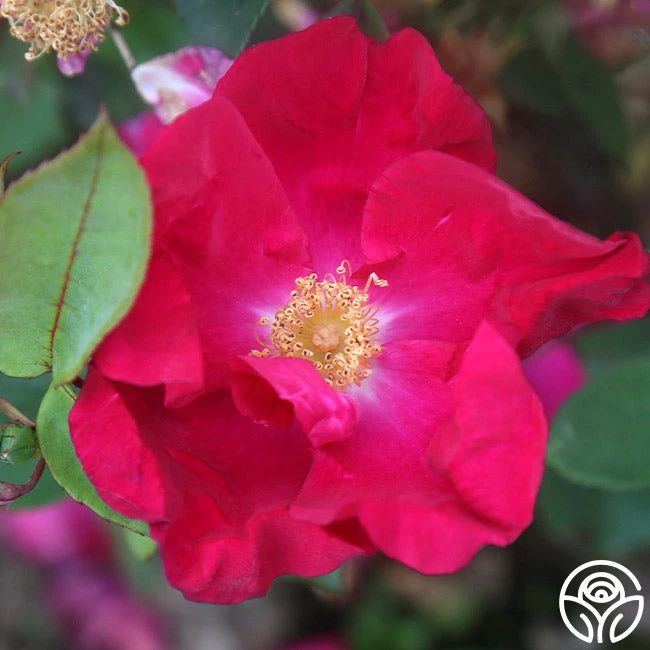 Purple Floorshow 5 Purple Floorshow - Image 3