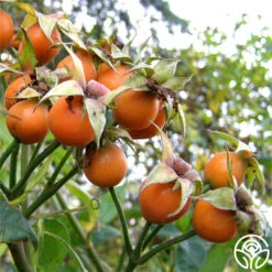 Purple Floorshow 9 Purple Floorshow -Heirloom Roses Purple Floorshow 18