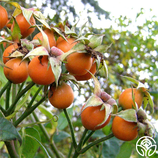 Purple Floorshow 6 Purple Floorshow - Image 4