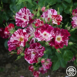 Purple Splash 16 Purple Splash -Heirloom Roses Purple Splash 11