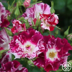 Purple Splash 21 Purple Splash -Heirloom Roses Purple Splash 14