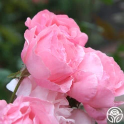 Queen Elizabeth® -Heirloom Roses Queen Elizabeth 1