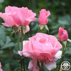 Queen Elizabeth® -Heirloom Roses Queen Elizabeth 11