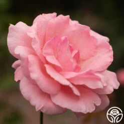 Queen Elizabeth® -Heirloom Roses Queen Elizabeth 11 bdd6b53f 92f0 48b2 b2bb d448a6ac7356
