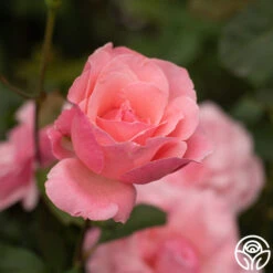 Queen Elizabeth® -Heirloom Roses Queen Elizabeth 12