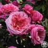 Queen Of Elegance™ -Heirloom Roses Queen of Elegance