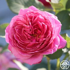 Queen Of Elegance™ 5 Queen Of Elegance™ -Heirloom Roses Queen of Elegance 24