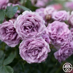 Arborose® Quicksilver -Heirloom Roses Quicksilver 11