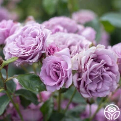 Arborose® Quicksilver -Heirloom Roses Quicksilver 15