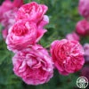 Raspberry Cream Twirl™ -Heirloom Roses Raspberry Cream Twirl 11