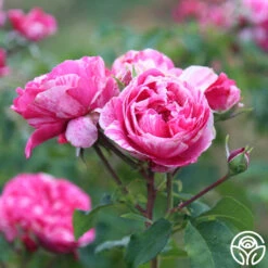 Raspberry Cream Twirl™ 15 Raspberry Cream Twirl™ -Heirloom Roses Raspberry Cream Twirl 12