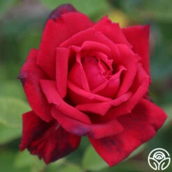 Red Masterpiece® -Heirloom Roses Red Masterpiece 11