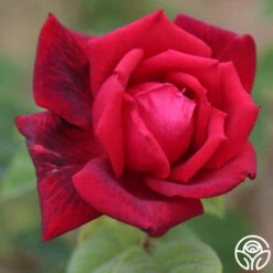 Red Masterpiece® -Heirloom Roses Red Masterpiece 12