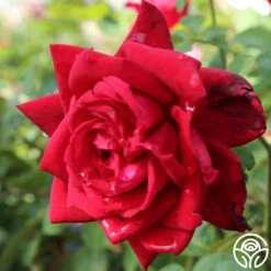Red Masterpiece® -Heirloom Roses Red Masterpiece 14