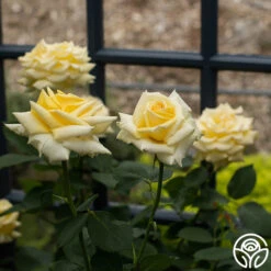 Robert Bruce -Heirloom Roses Robert Bruce 11