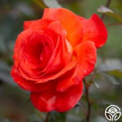 Robert Clements™ -Heirloom Roses Robert Clements 0019