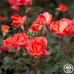 Robert Clements™ -Heirloom Roses Robert Clements 0113