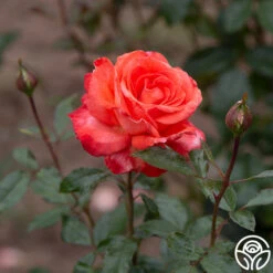 Robert Clements™ -Heirloom Roses Robert Clements 0117