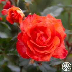 Robert Clements™ -Heirloom Roses Robert Clements 015