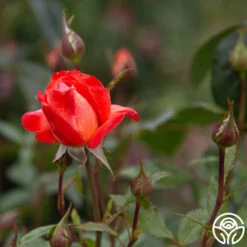 Robert Clements™ -Heirloom Roses Robert Clements 018