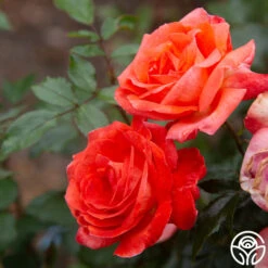 Robert Clements™ -Heirloom Roses Robert Clements 0117