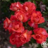Robert Clements™ 2 Robert Clements™ -Heirloom Roses Robert Clements 01 e48aed4d 4cd5 4223 afaf f6ebed249ce6
