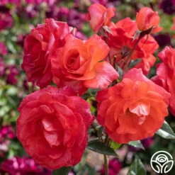 Robert Clements™ -Heirloom Roses Robert Clements 02