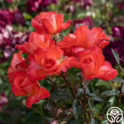 Robert Clements™ -Heirloom Roses Robert Clements 03