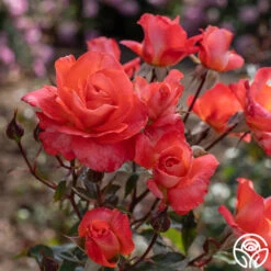 Robert Clements™ -Heirloom Roses Robert Clements 04