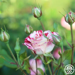 Rock & Roll™ -Heirloom Roses Rock Roll 11