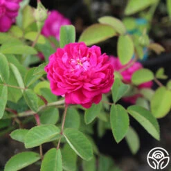 Rose De Rescht 19 Rose De Rescht -Heirloom Roses Rose de Rescht 0