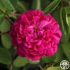 Rose De Rescht -Heirloom Roses Rose de Rescht 03
