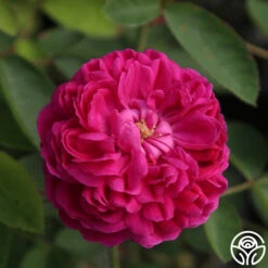 Rose De Rescht 14 Rose De Rescht -Heirloom Roses Rose de Rescht 04