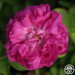 Rose De Rescht 18 Rose De Rescht -Heirloom Roses Rose de Rescht 05
