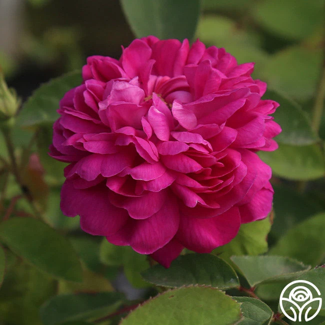 Rose De Rescht 9 Rose De Rescht - Image 7