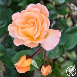 Rosemary Harkness™ -Heirloom Roses Rosemary Harkness 11