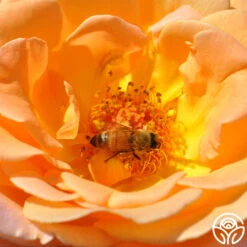 Rosemary Harkness™ -Heirloom Roses Rosemary Harkness 12