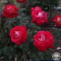 Rosie O'Donnell 9 Rosie O'Donnell -Heirloom Roses Rosie O Donnell