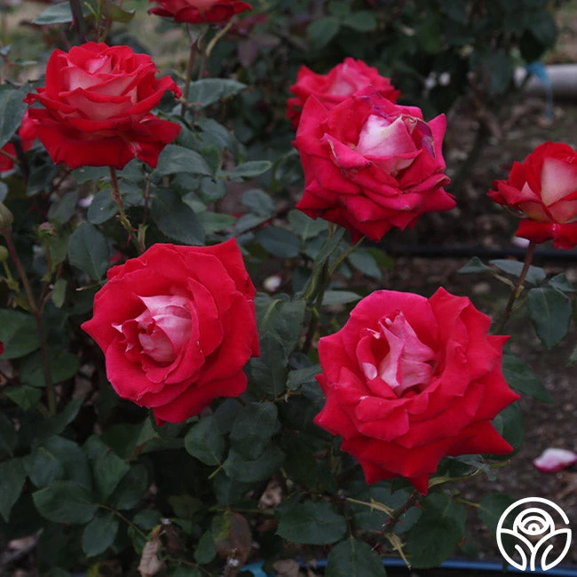 Rosie O'Donnell 5 Rosie O'Donnell - Image 3